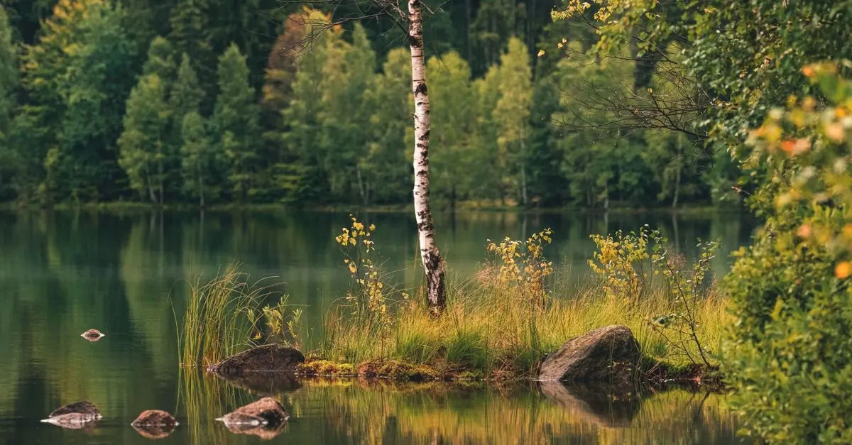 Les Escapades Bien-Être en Naturalisme : Un Retour aux Sources