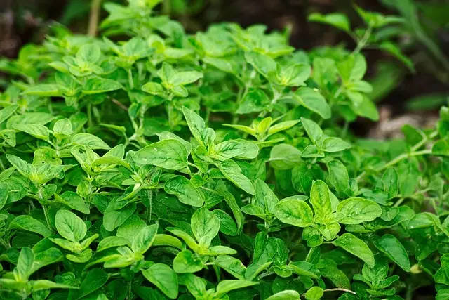 Les Plantes Médicinales à Découvrir lors de Votre Escapade Bien-Être